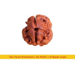 Manufacturers Exporters and Wholesale Suppliers of Two Faced Rudraksha Faridabad Haryana Two Faced Rudraksha